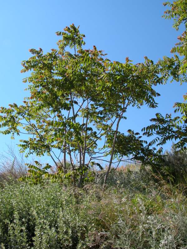 Ailanthus altissima